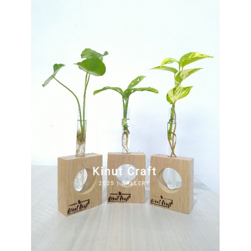 Hiasan Meja-1_ Tanaman Air Indoor