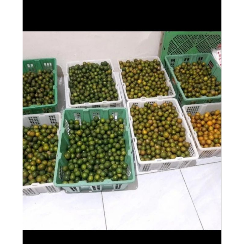 

Jeruk Sonkit/ Jeruk Kunci/ Lemon cui 500gram