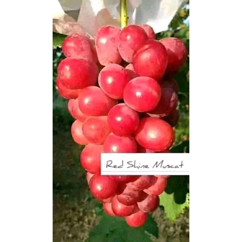 

BIBIT anggur import varian RED shine Muscat