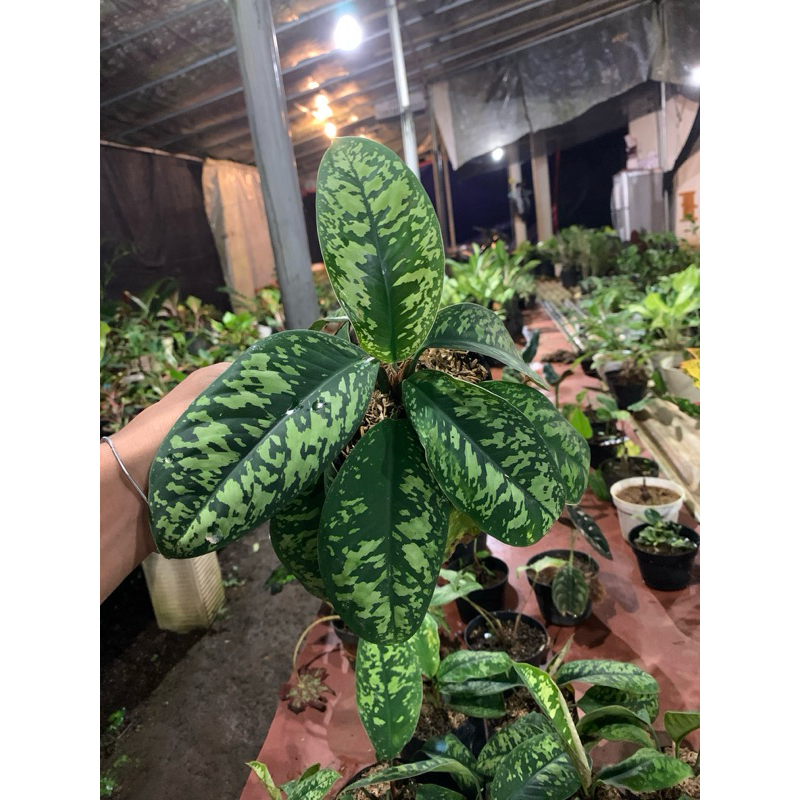 Blantik Kembang - Tanaman Hias Indoor Homalomena walisi