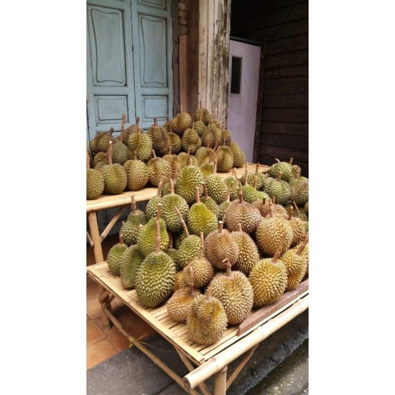 

DURIAN MONTONG PALU PREMIUM BULAT UTUH 2KG+