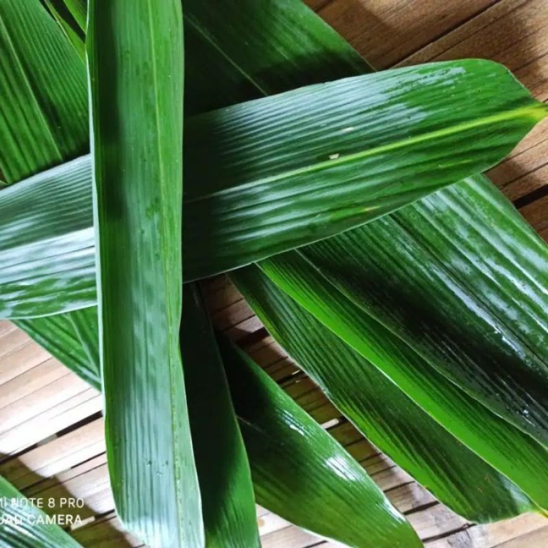 

[ KEBUN SENDIRI ] DAUN BAMBU FRESS siap COD