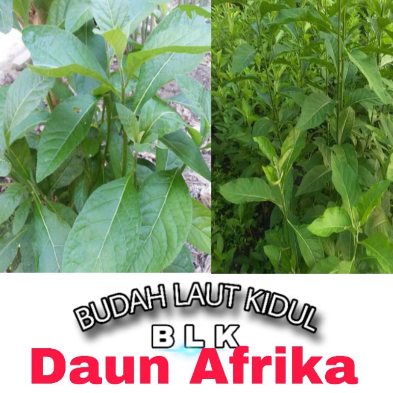

Daun Afrika fresh | daun Afrika fresh | 1 pcs = 10 lembar