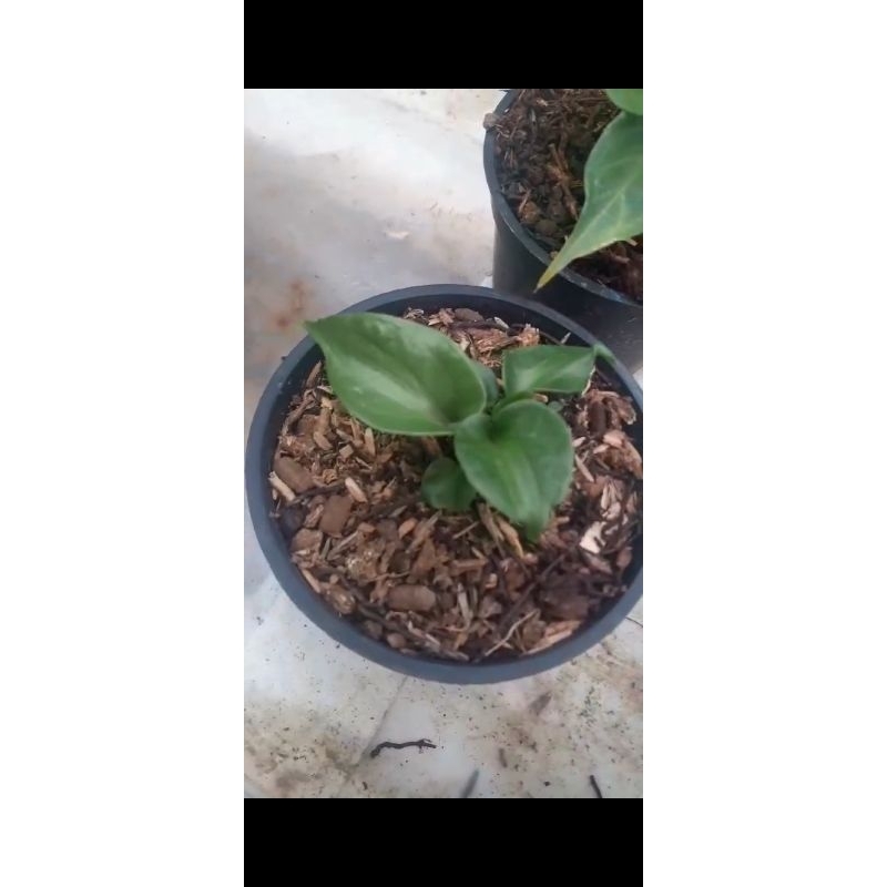 antorium obor black mini