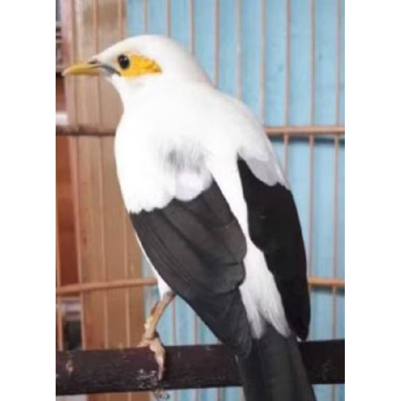 BURUNG JALAK PUTIH SUREN GACORAN