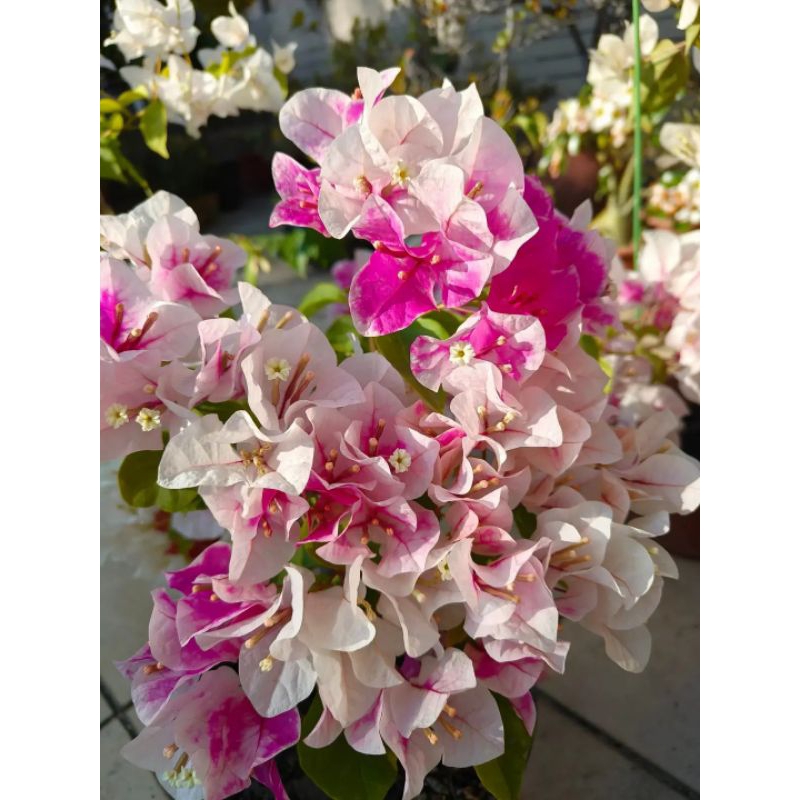 Bougenvile Sakura ice cream original