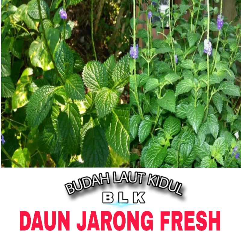 

Daun jarong fresh | daun jarong fresh | 1 pcs = 300 gram