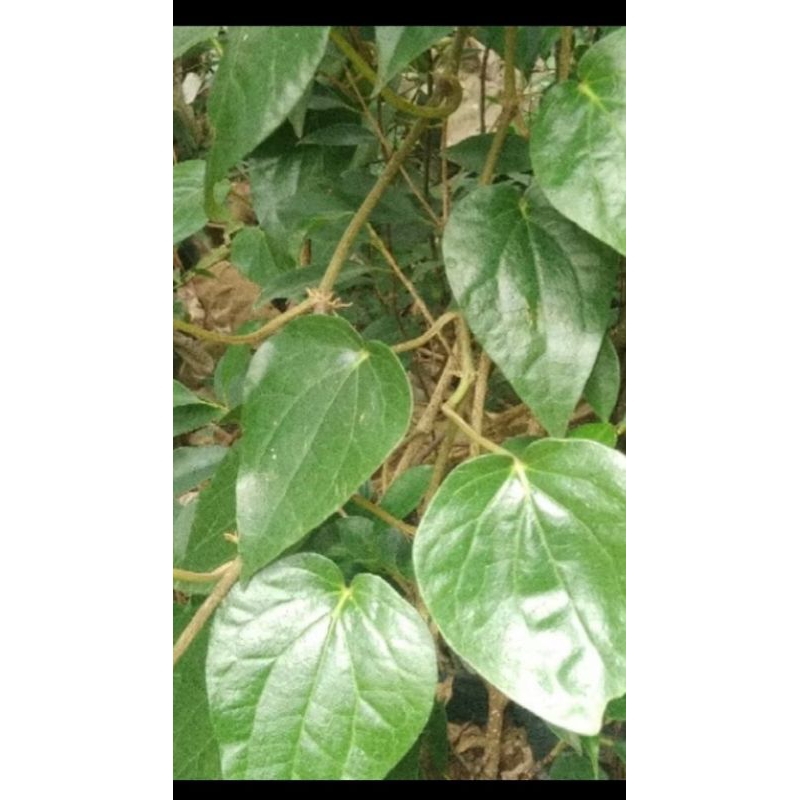 

DAUN SIRIH SEGAR 10 LEMBAR fresh