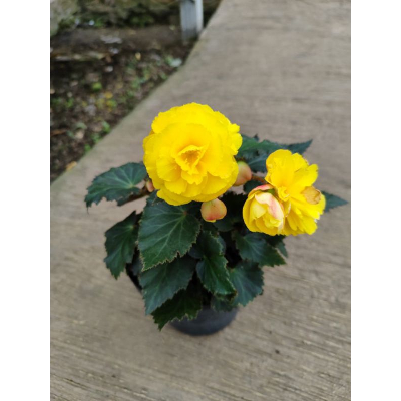 Begonia mawar