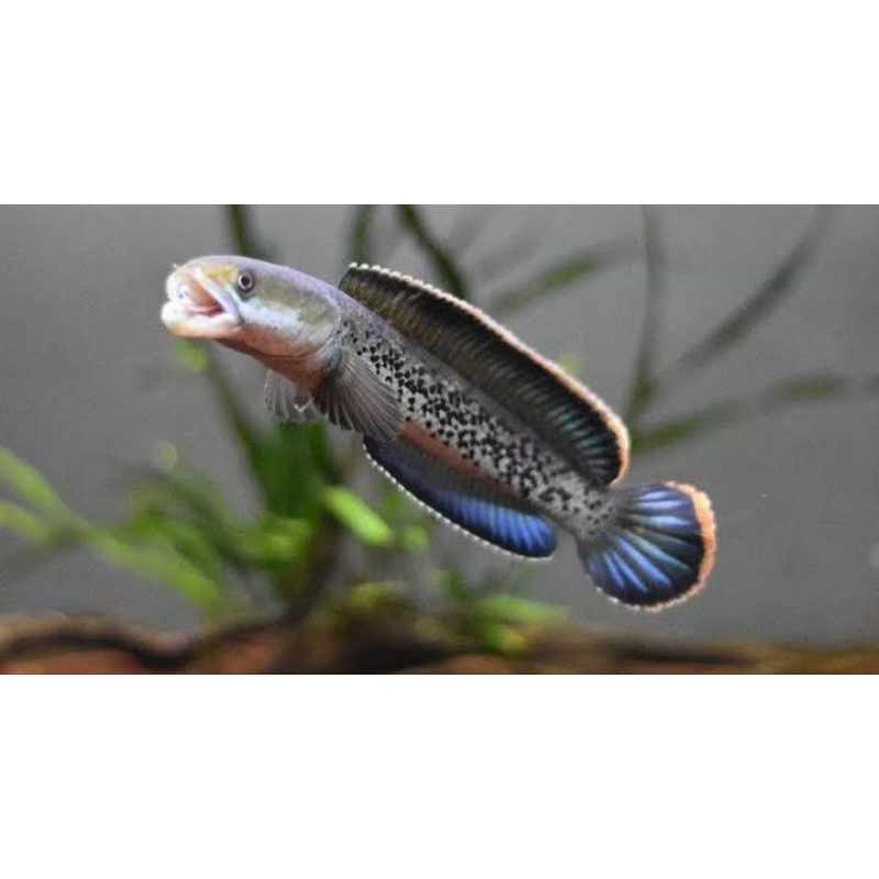 Stewarti Karbialong 5-6cm