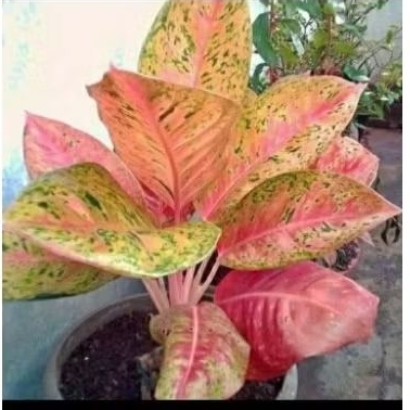 aglonema bigroy lemon jumbo