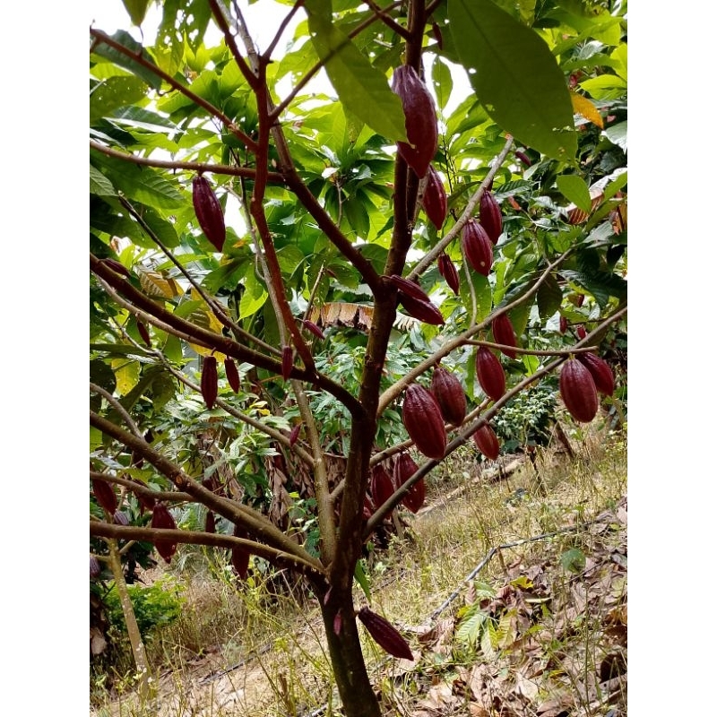 

buah kakao matang klon S2