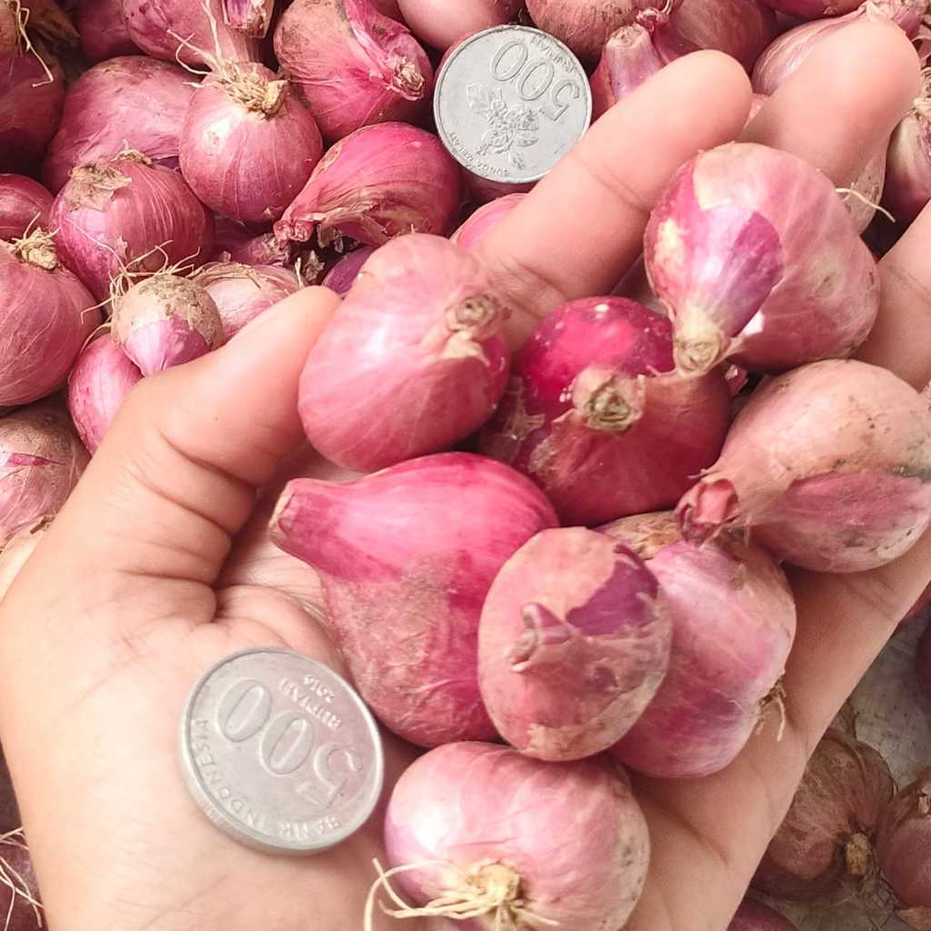 

Super A Bawang Merah Lokal Kering Besar Termurah Berkualitas Bumbu Masak