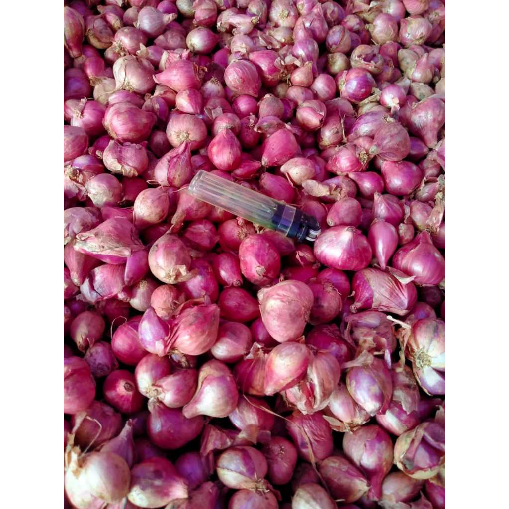

Super B Bawang Merah Lokal Kering Sedang Termurah Berkualitas Bumbu Masak