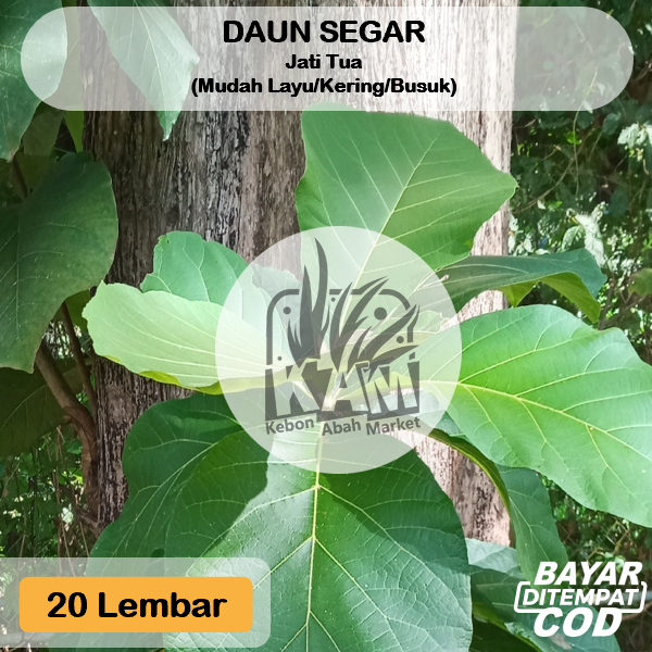 

Daun Jati Tua Segar Fresh 20 Lembar Langsung Petik Dadakan Obat Herbal Luka Bungkus Makanan Masakan Tradisional Kurang Lebih 500 Gram Hampir 1 Kg