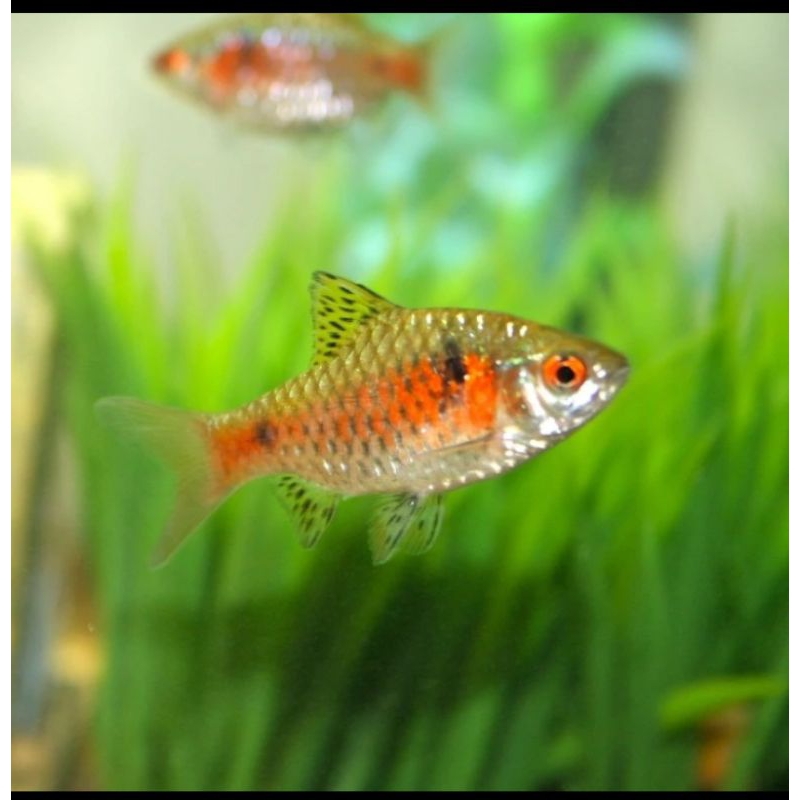 

HIASAN AQUARIUM / ODESSA BARB UKURAN 4 CM