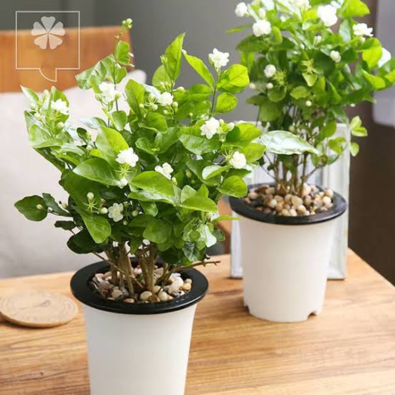 Bunga Melati Hidup - Melati Wangi Tanaman Hias Hidup