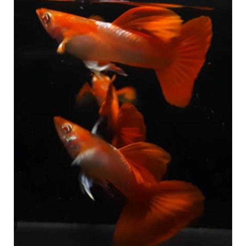 Hiasan Aquarium Albino Tuxedo Red Ear