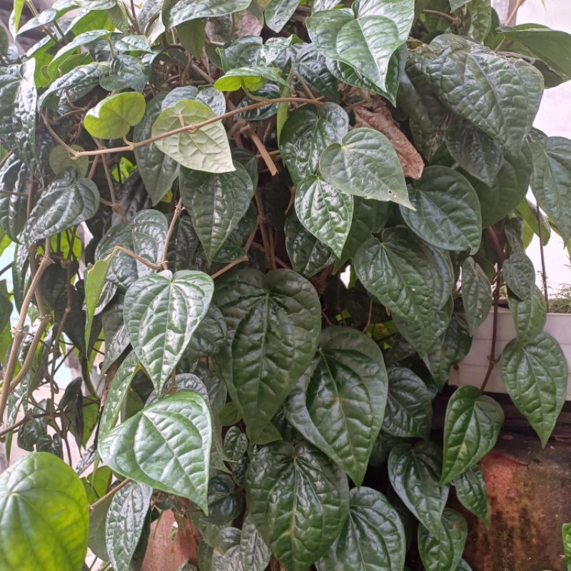 

DAUN SIRIH SEGAR 10 LEMBAR
