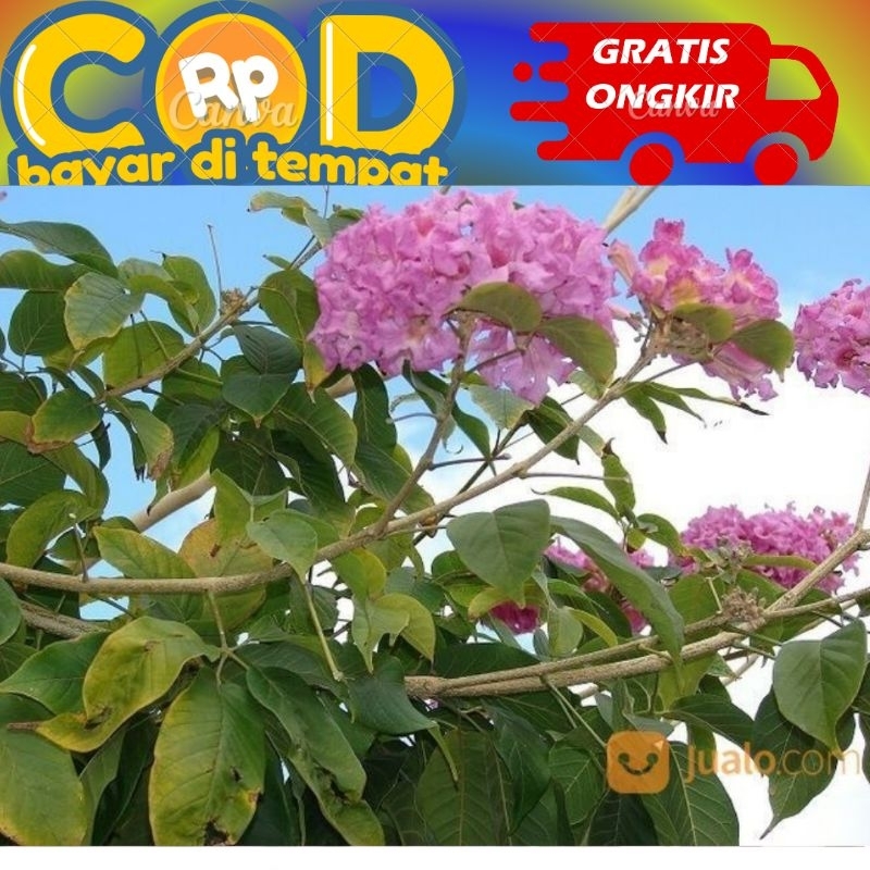 

daun tabebuya buat Ecoprint harga perlembar