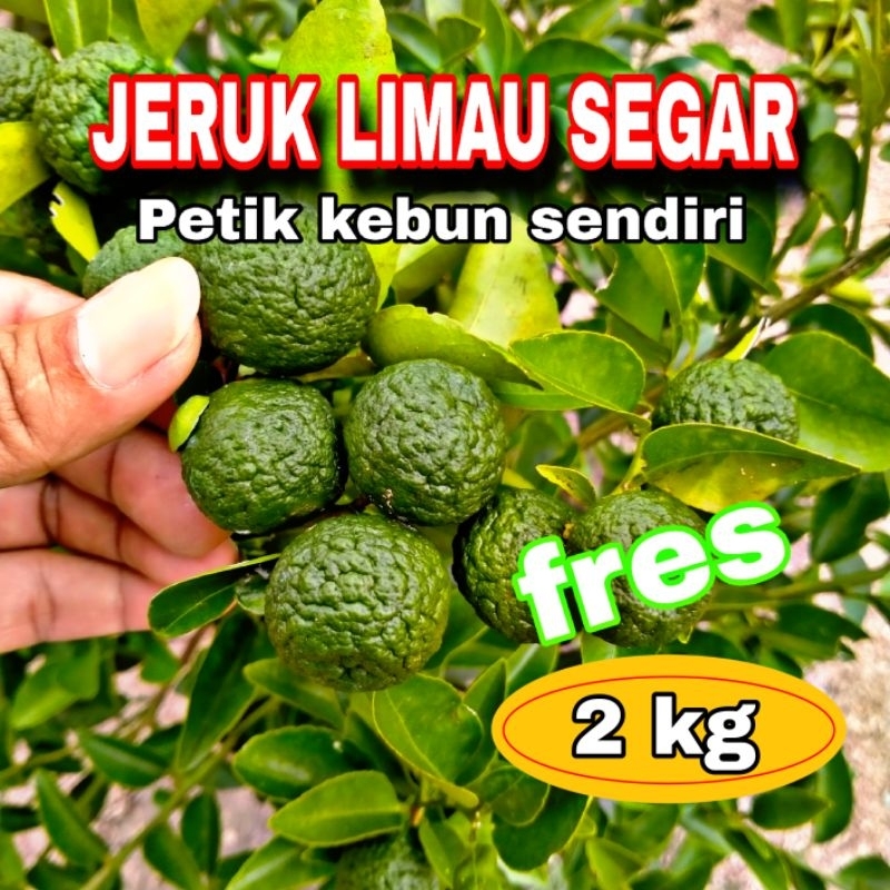 

jeruk limau 2 kg/box petik langsung dari kebun sendiri