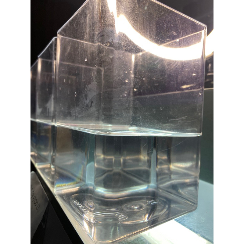 solitaire ikan cupang