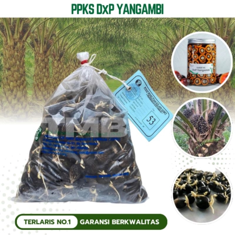 PPKS DXP YANGAMBI KKS BIBIT KECAMBAH KELAPA SAWIT UNGGUL