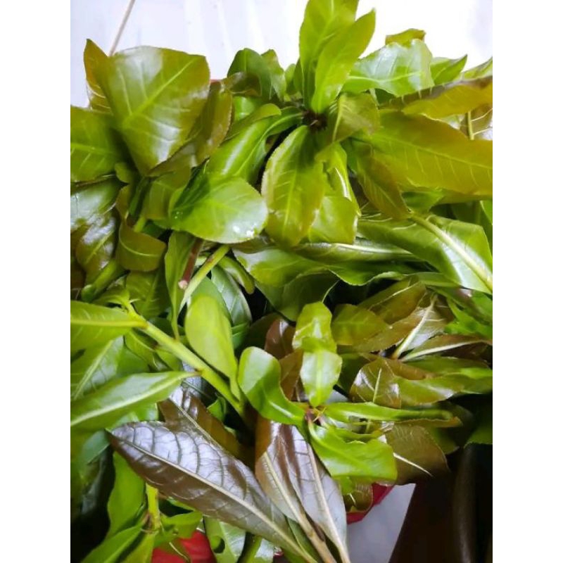

Daun PUTAT 250 gram segarr