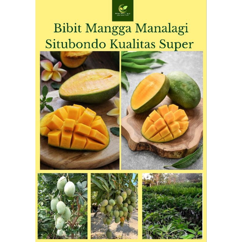 Bibit Mangga Madu Manalagi Situbondo Kualitas Super Rasa Buah Sangat Manis Enak Tekstur Kenyal Lembu