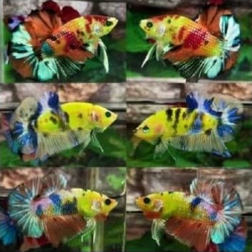 Ikan Cupang Neon Multicolor Top Grade Hiasan Akuarium