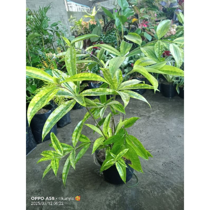 Tanaman Bambu Drasena/Bambu Jepang RIMBUN-Murah