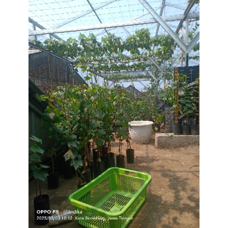 bibit anggur RS import