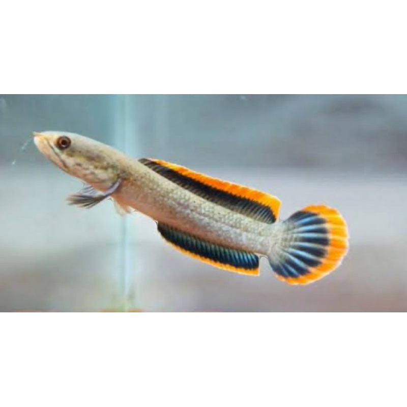 

sticker Limbata rim tebel 6-7cm