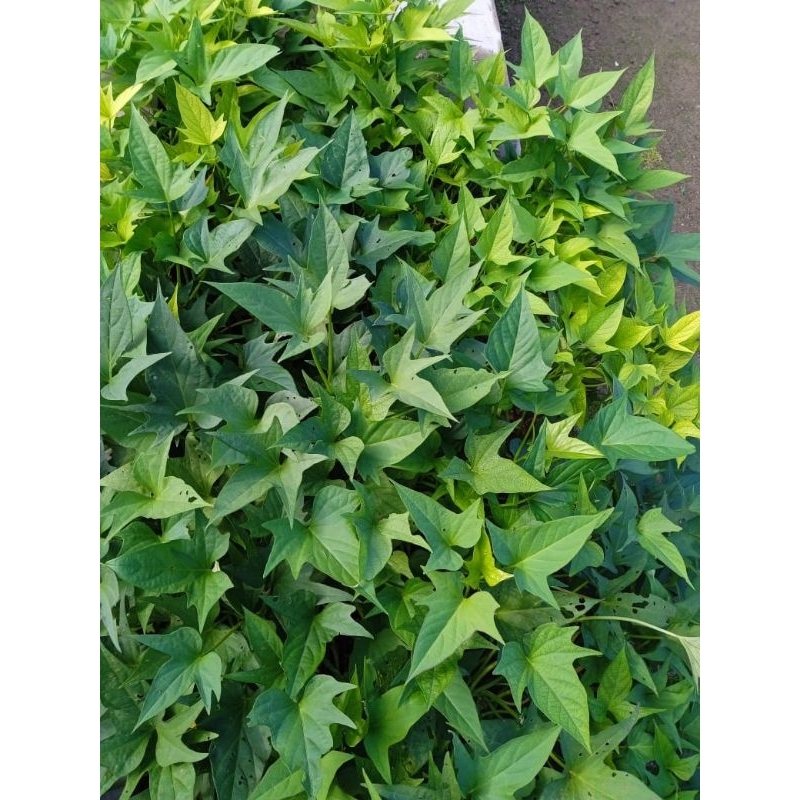 

stek ketela daun bintang perikat isi 50 pcs