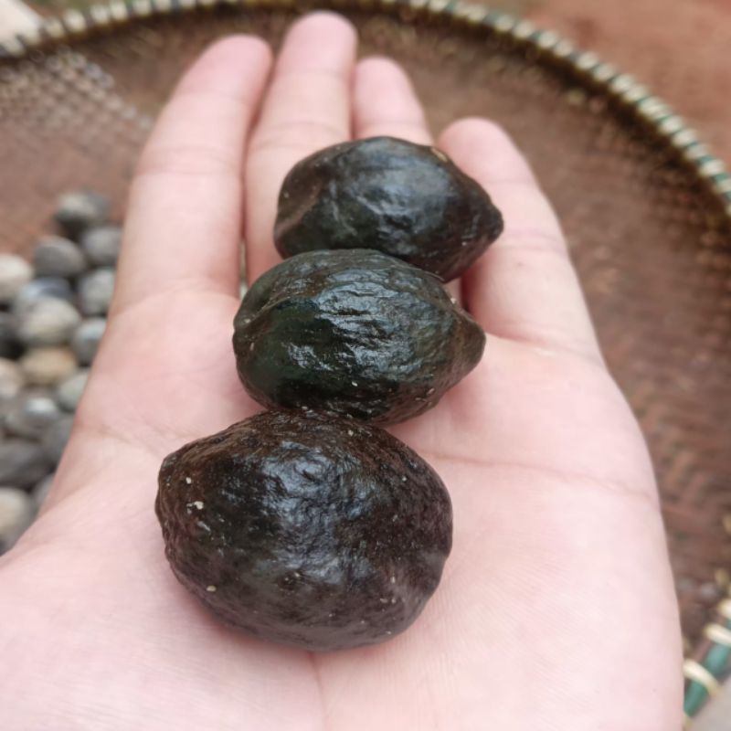Muncang Adu Danaraga Asli Ciraga 80% Kuat Dan Bekualitas Bagus