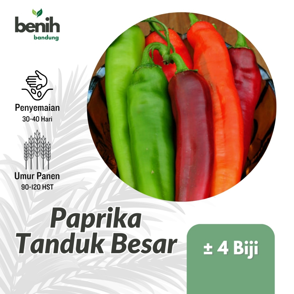 4 Biji Benih Paprika Tanduk Besar Sayuran Paprika Unggul