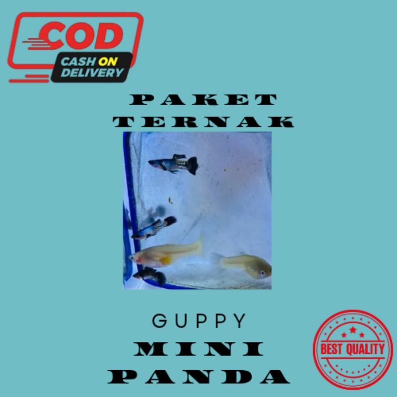 Guppy mini panda sepasang