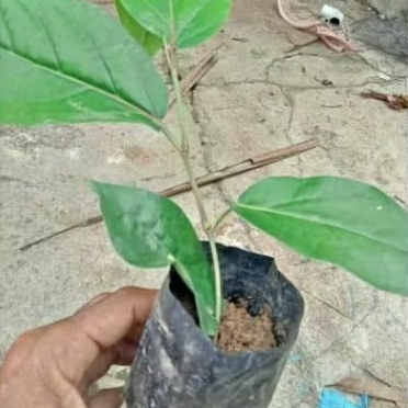 bibit cabe Jawa hibrida (perdu)