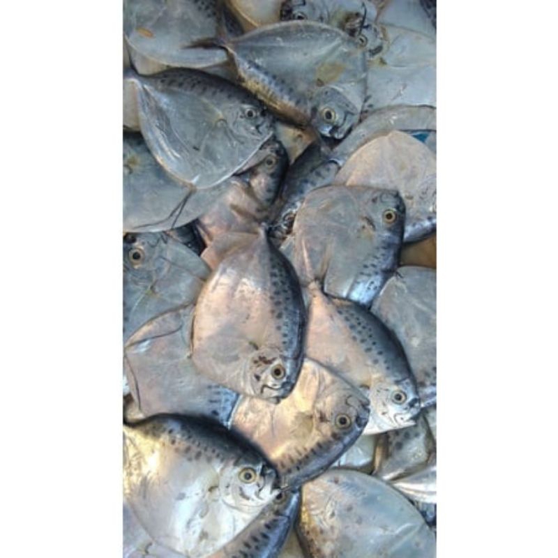 

IKAN ANYI-ANYI / IKAN SEMAR / IKAN ANI-ANI 500 GRAM