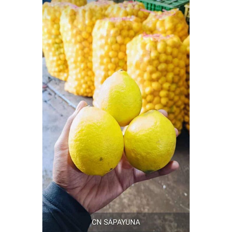 

Bibit Jeruk Lemon California Unggul