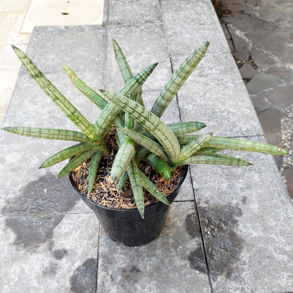 tanaman hias sukulen sansevieria boncel platinum silver cluster + pot plastik