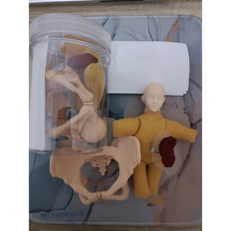 Panthom Panggul Mini Kebidanan (Pelvis Dan Bayi) Bahan Pla
