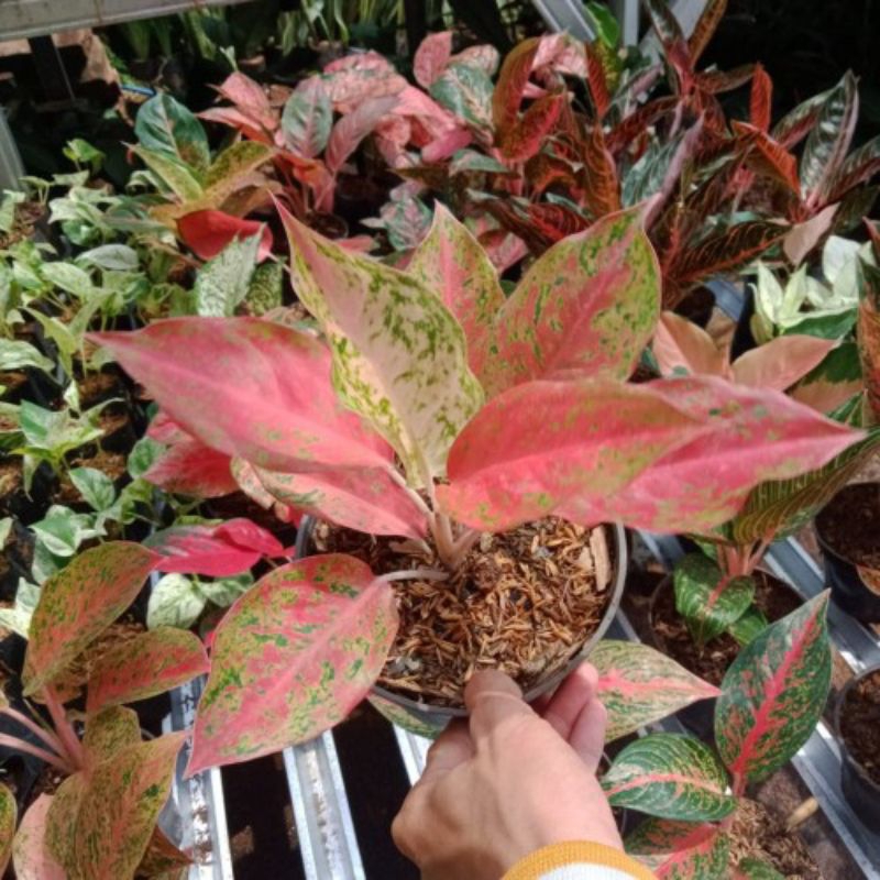 AGLONEMA BIG ROY TANAMAN HIAS AGLONEMA BIG ROY