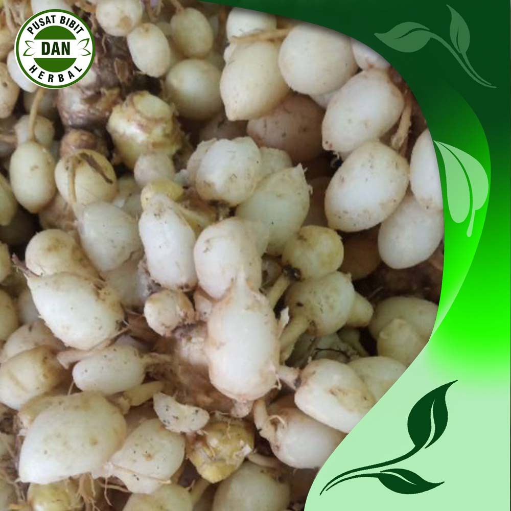 

endog kunyit putih segar 250 gram herbal alami