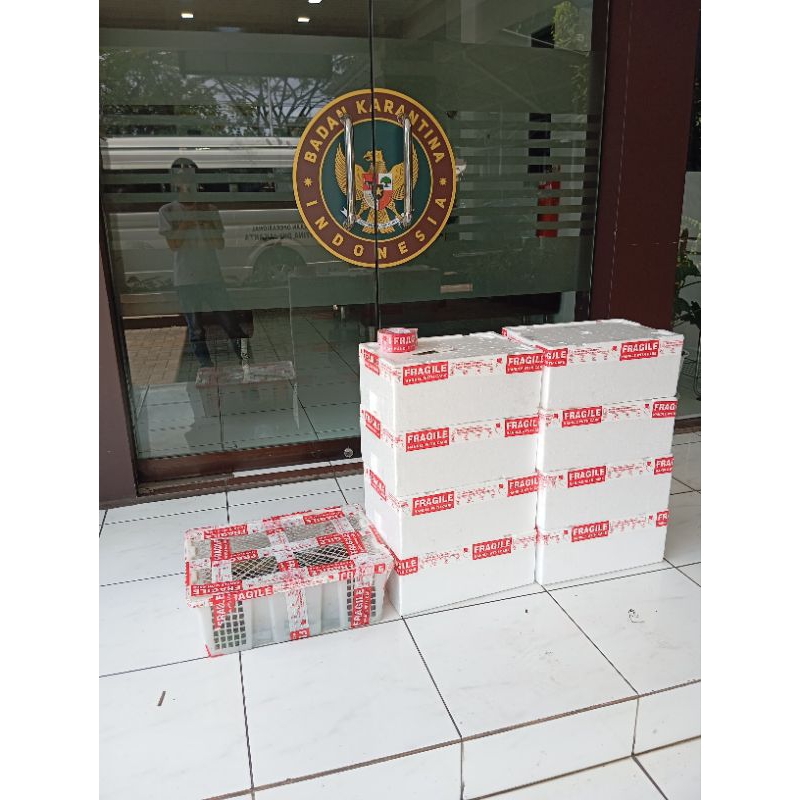 

styrofoam untuk paking pengiriman tambahan agar lobster aman tidak terbentur