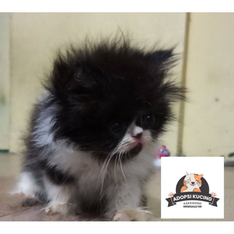 Kucing Persia Warna Hitam Putih