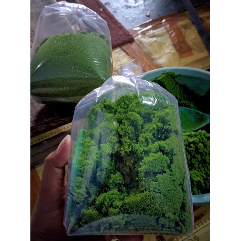 wolfia wolfia (500g) pakan alternatif burayak ikan dan ternak