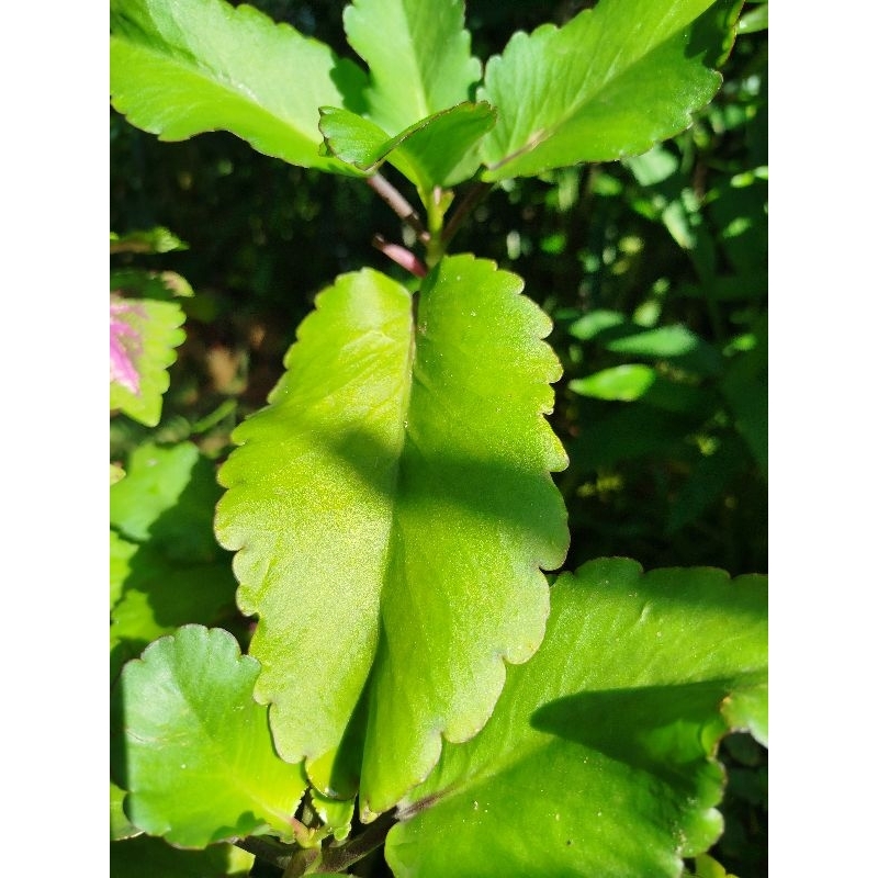 

Daun cocor bebek daun buntiris segar 250gram