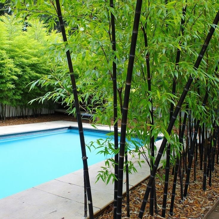 Bibit bambu hitam cina / Phyllostachys nigra / Bambu kultur jaringan