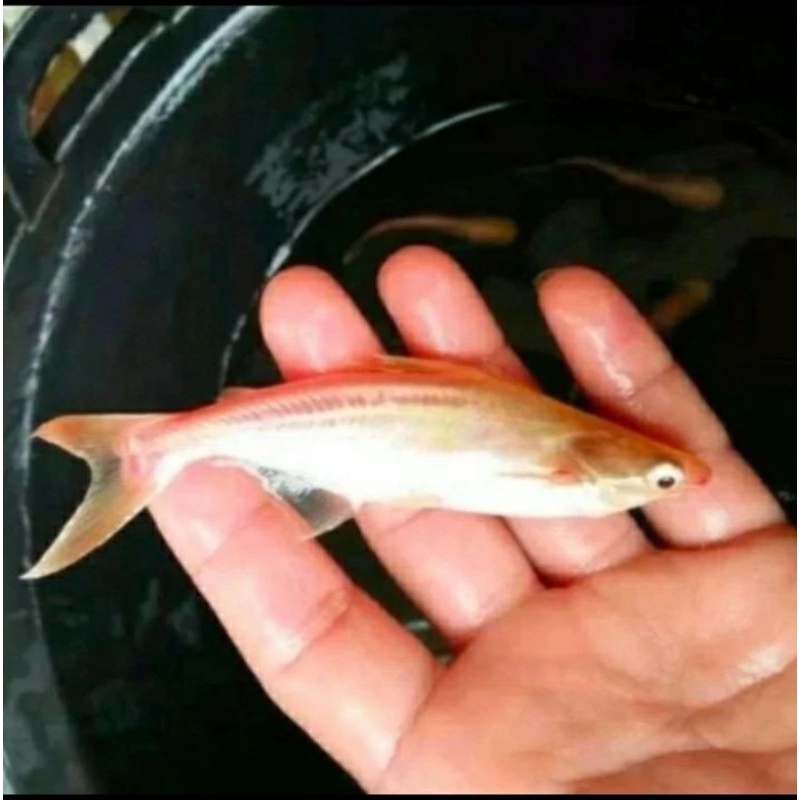 

HIASAN KOLAM/PATIN ALBINO